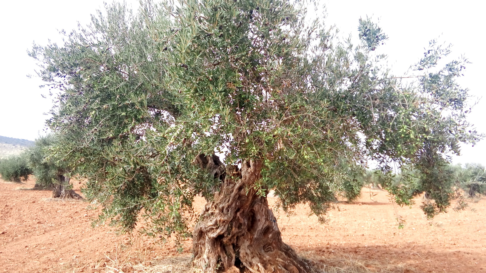 Ancient olive tree.