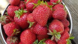 Bowl of ripe, red strawberries.