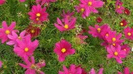 Bright pink cosmos flowers.