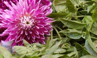 Harvest of basil and dahlia.