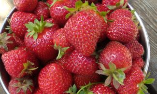 Bowl of ripe, red strawberries.