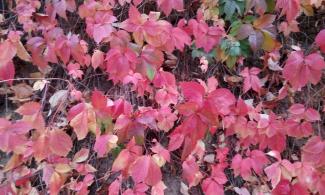 Red coloured leaves.