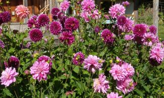 Pink and purple dahlias.