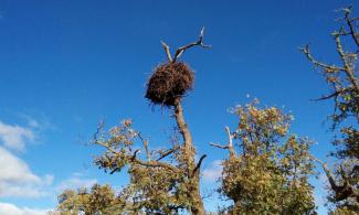 Stork next.